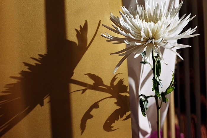 'Chrysanthemum No. 1' Framed Print