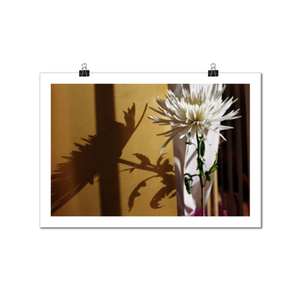 'Chrysanthemum No. 1' Print