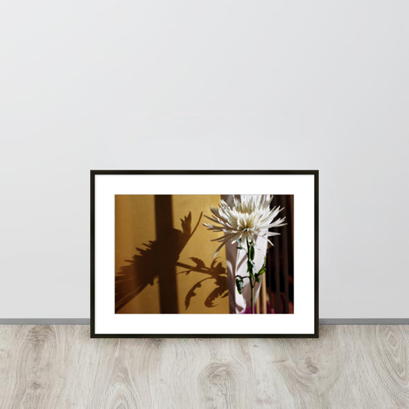 'Chrysanthemum No. 1' Framed Print